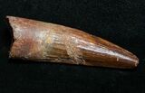 Juvenile Spinosaurus Tooth #8749-1